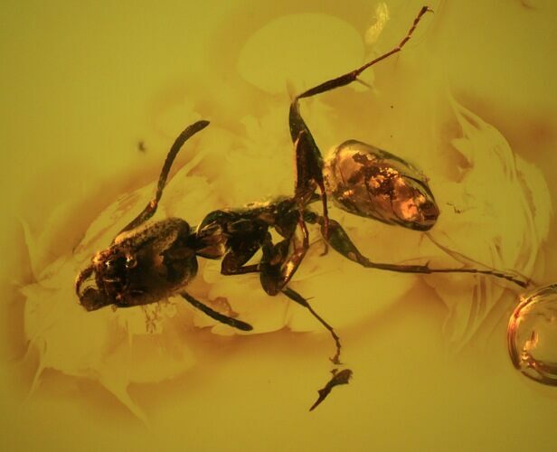 Two Fossil Ants In Baltic Amber #45166
